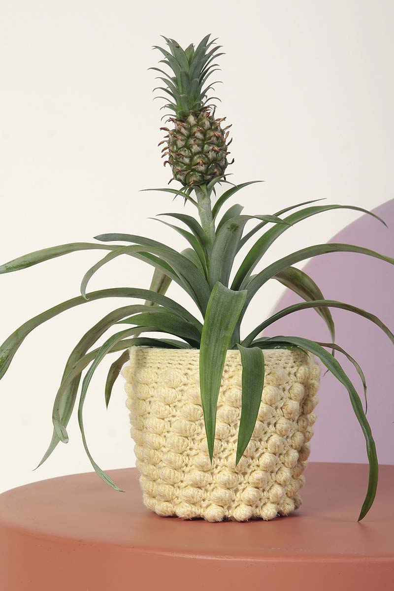 ANANAS+